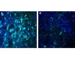 Anti-GPR108 (extracellular) Antibody
