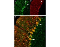 Anti-GABA Transporter 1 (GAT-1) (extracellular) Antibody
