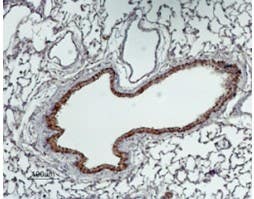 Anti-GABA Transporter 2 (GAT-2) Antibody