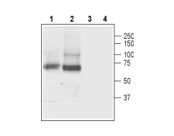 Anti-GABA Transporter 3 (GAT-3) Antibody