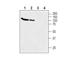 Anti-BGT-1 (SLC6A12) Antibody