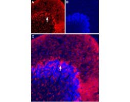 Anti-Vesicular GABA Transporter (VGAT)-ATTO Fluor-594 Antibody