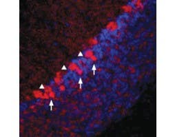 Anti-Vesicular GABA Transporter (VGAT) Antibody