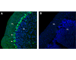 Anti-GlyT1 (SLC6A9) (extracellular) Antibody