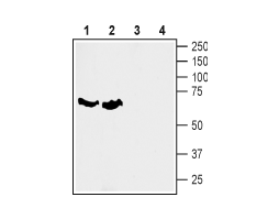 Anti-SLC6A7 (Proline Transporter) Antibody