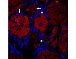 Anti-GLUT4-ATTO Fluor-594 Antibody