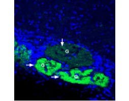 Anti-GLUT4 Antibody