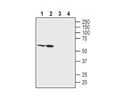 Anti-SGLT2 (extracellular) Antibody