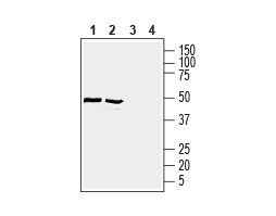 Anti-GLUT1 (extracellular) Antibody