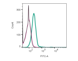 Anti-HVCN1 Antibody
