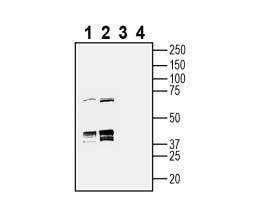 Anti-HVCN1 (extracellular) Antibody