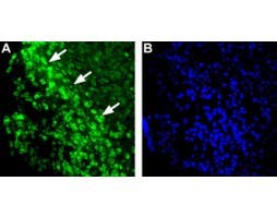 Anti-Histamine H<sub>1</sub> Receptor (HRH1) Antibody