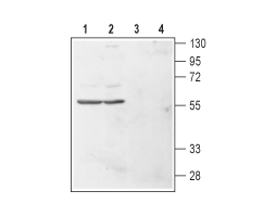 Anti-Human Histamine H<sub>4</sub> Receptor (HRH4) (extracellular) Antibody