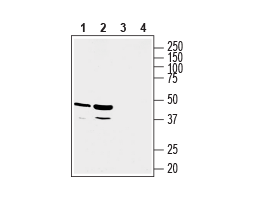 Anti-GPR81/HCAR1 Antibody - Carrier Free