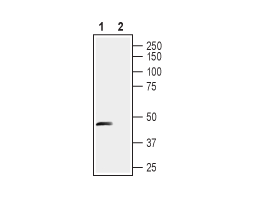 Anti-Stomatin-like Protein 1 (extracellular) Antibody