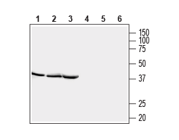 Anti-STOML2/SLP-2 Antibody