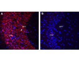 Guinea Pig Anti-Gephyrin Antibody