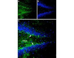 Anti-Gephyrin Antibody
