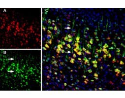 Anti-Calnexin-ATTO Fluor-594 Antibody
