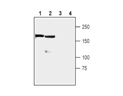 Anti-RIM1 Antibody