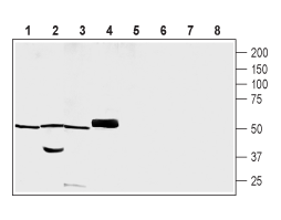 Anti-PACSIN3 Antibody