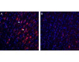 Anti-GABARAP Antibody