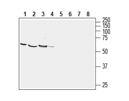 Anti-CRMP1 Antibody