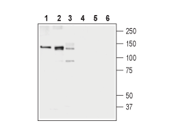 Anti-KCC1 (SLC12A4) Antibody
