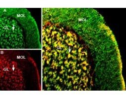 Guinea pig Anti-GABA(A) α1 Receptor (extracellular) Antibody