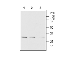 Mouse Anti-Human Orai1 (extracellular)-Biotin Antibody