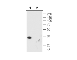 Mouse Anti-Human Orai1 (extracellular) Antibody