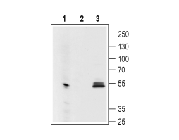 Mouse Anti-GIRK1 (K<sub>ir</sub>3.1) (extracellular) Antibody