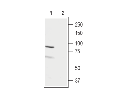 Anti-LH Receptor (LHCGR) (extracellular) Antibody