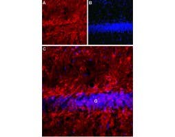 Anti-Latrophilin-1 (LPHN1) (extracellular) Antibody
