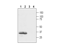 Anti-LPAR2 (EDG4) (extracellular) Antibody