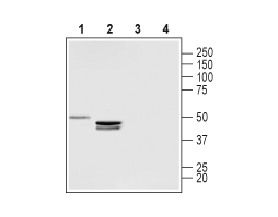 Anti-LPAR3 (EDG7) (extracellular) Antibody