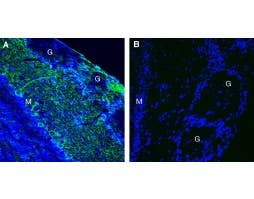 Anti-Leptin Receptor (extracellular) Antibody