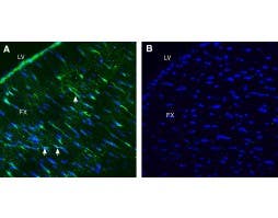 Anti-LRRC33 (extracellular) Antibody