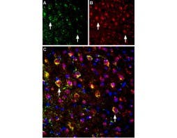 Guinea pig Anti-NMDAR1 (GluN1) (extracellular) Antibody