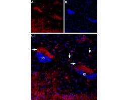 Anti-CHRM4 Antibody