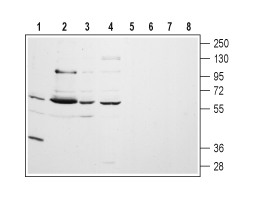 Anti-CHRM5 (extracellular) Antibody