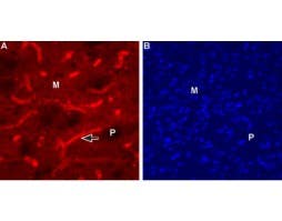Anti-CHRM1 (443-458) Antibody
