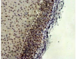 Anti-MC2 Receptor (extracellular) Antibody