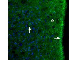 Anti-MC3 Receptor (extracellular) Antibody