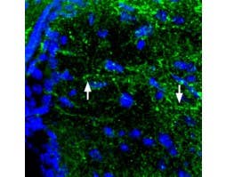 Anti-MC4 Receptor (extracellular) Antibody