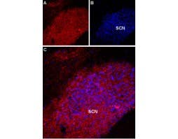 Anti-Melatonin Receptor 1A (MTNR1A) Antibody