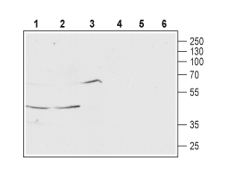 Anti-MCHR1 (extracellular) Antibody