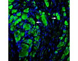Anti-MRGPRD (GPCR TGR7) Antibody