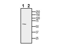 Anti-Human MRGPRX2 (extracellular) Antibody