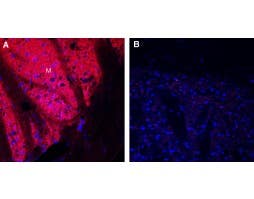 Guinea Pig Anti-Dopamine Transporter (DAT) (extracellular) Antibody